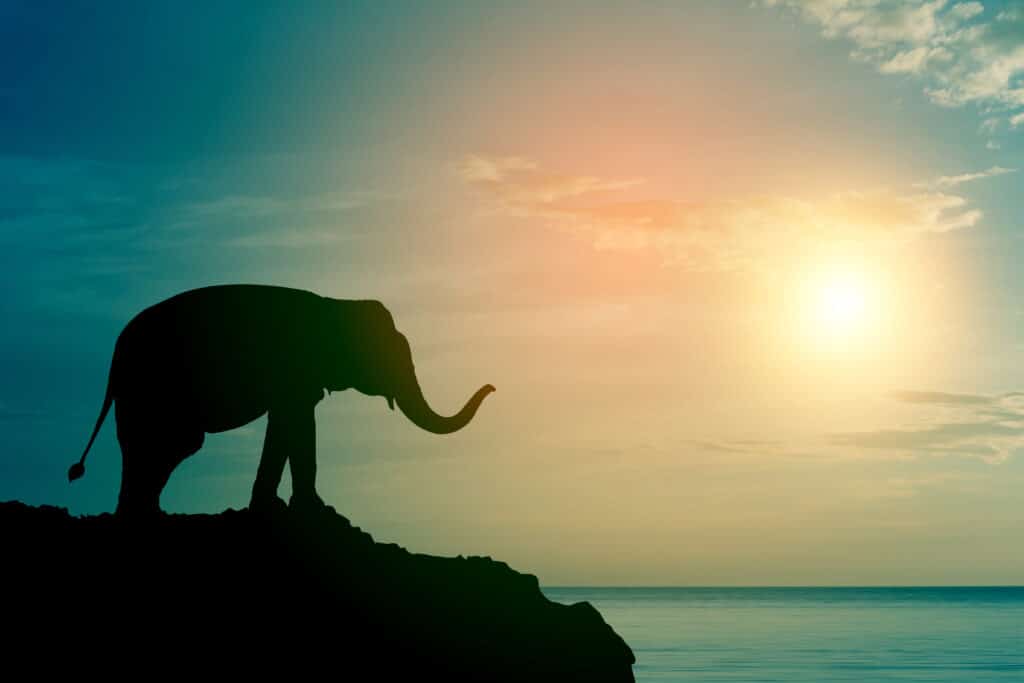 Silhouette of an elephant standing on a hill with the sun setting over the ocean in the background.
